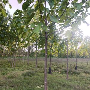 Small first plantation