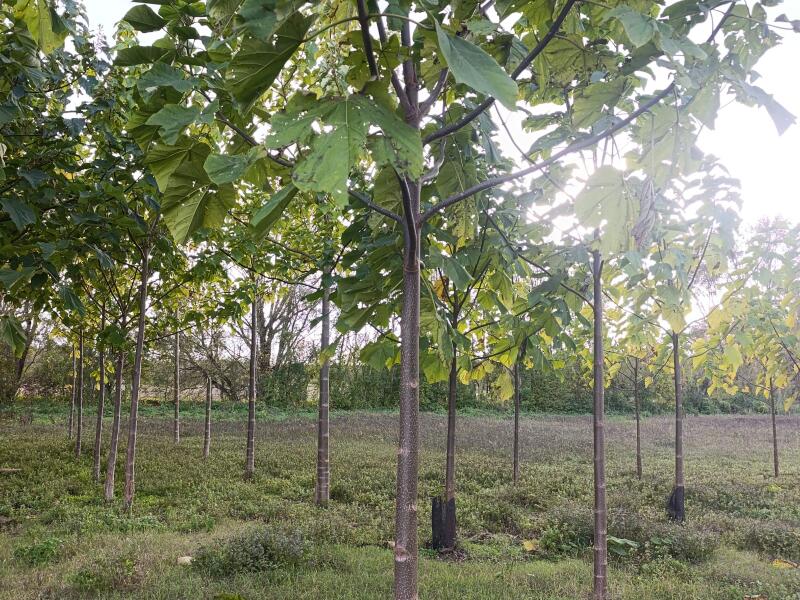 Small first plantation