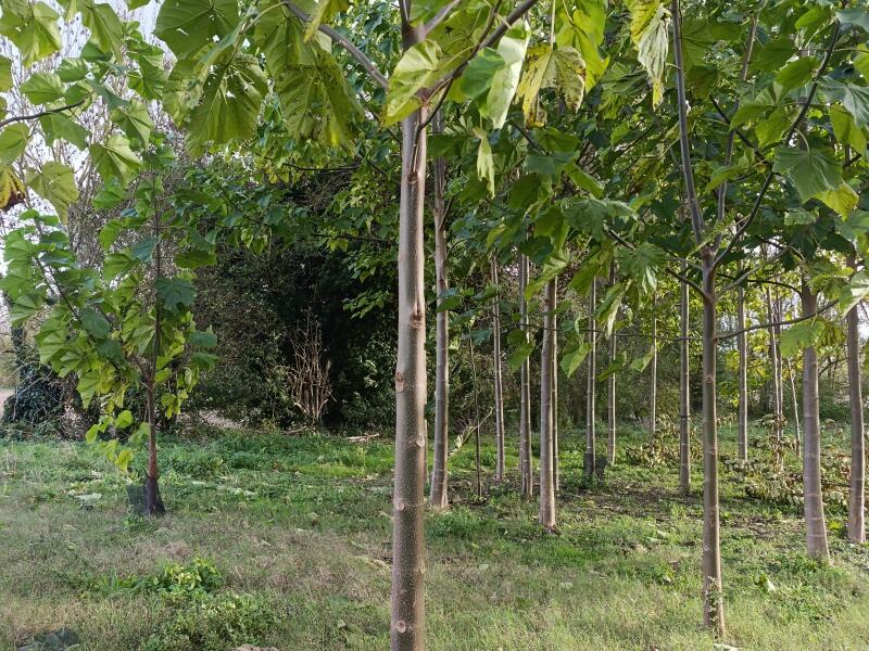 Small first plantation