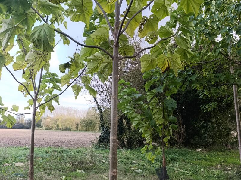 Small first plantation