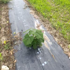 Paulownia en France