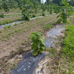Paulownia en France