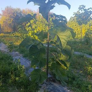 Paulownia en France