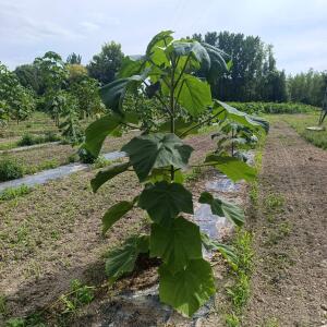 Paulownia en France