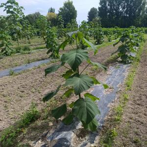 Paulownia en France