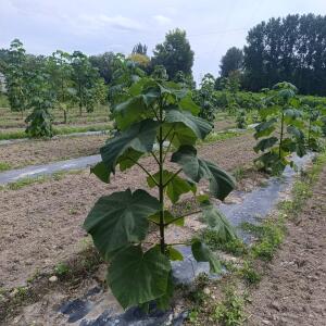 Paulownia en France