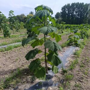 Paulownia en France