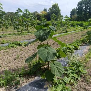 Paulownia en France