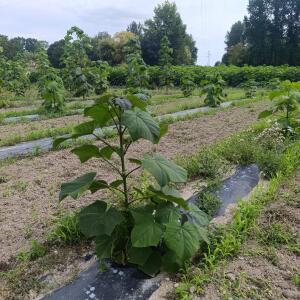 Paulownia en France