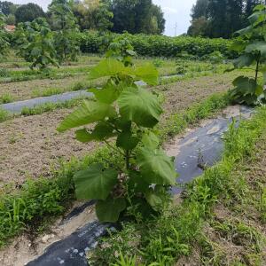 Paulownia en France