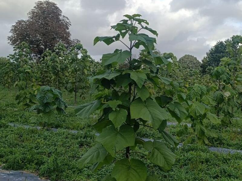 Paulownia en France