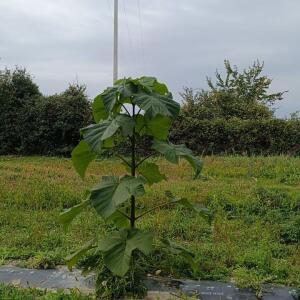 Paulownia en France