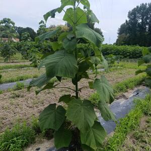 Paulownia en France