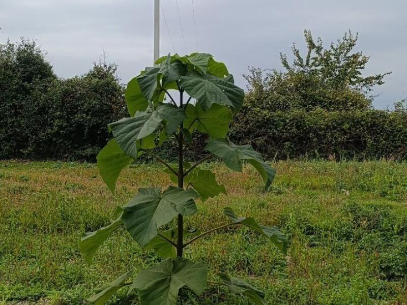 Paulownia en France