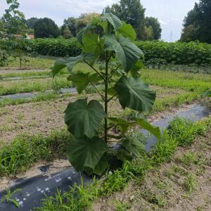 Paulownia en France