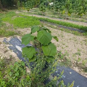 Paulownia en France