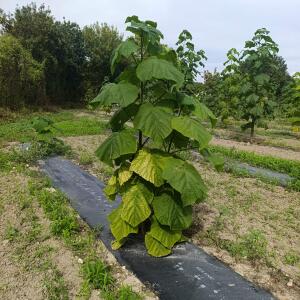 Paulownia en France