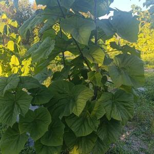 Paulownia en France