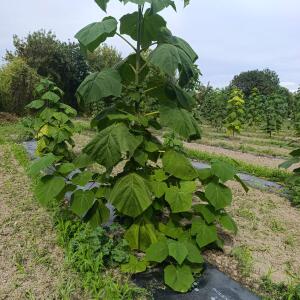 Paulownia en France