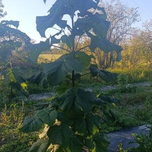 Paulownia en France