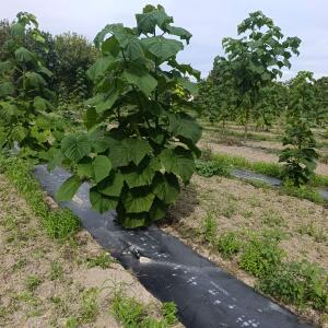 Paulownia en France