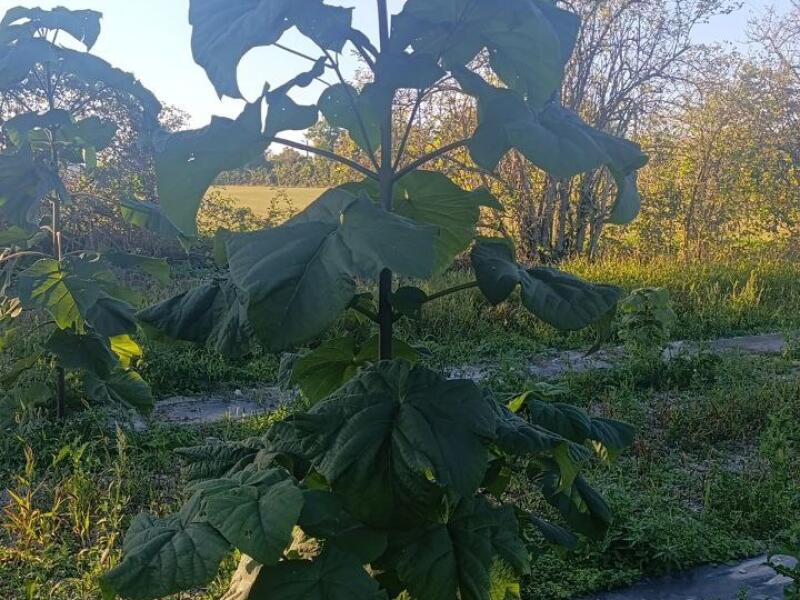 Paulownia en France