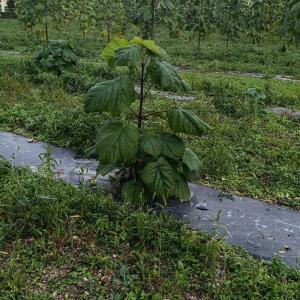 Paulownia en France