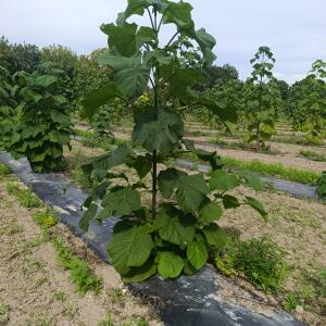 Paulownia en France