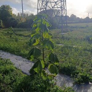 Paulownia en France