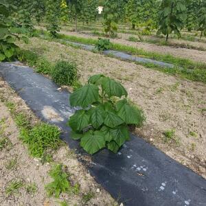 Paulownia en France