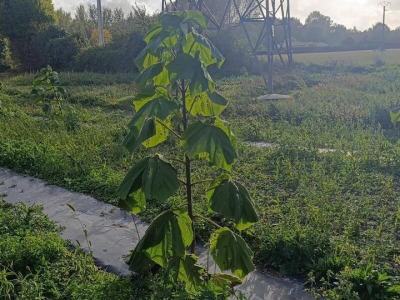 Paulownia en France