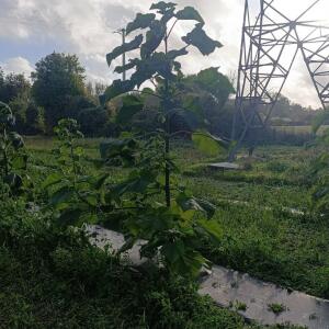 Paulownia en France
