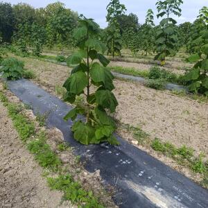 Paulownia en France